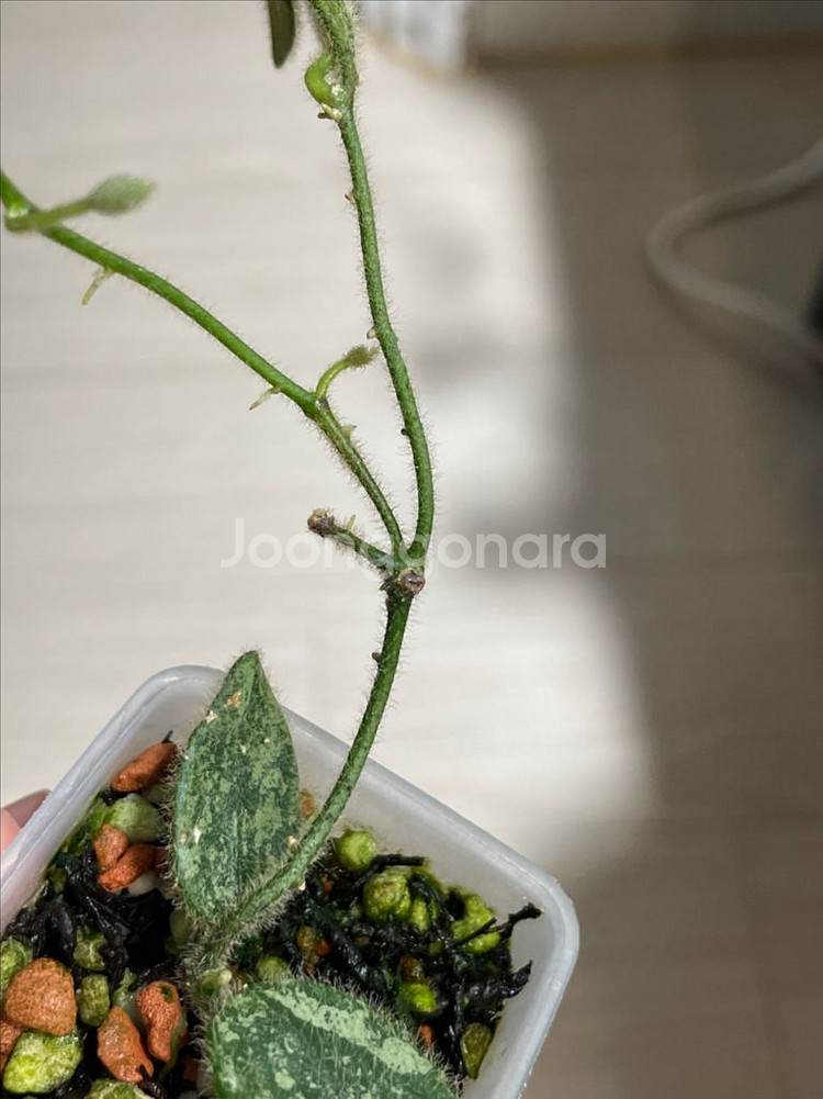 톰소니 실버(쌍촉/꽃대)--1