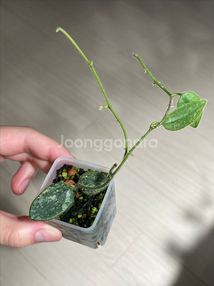 톰소니 실버(쌍촉/꽃대)--0