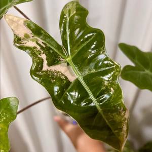 모주급 알로카시아 산데리아나 푸세이도 핑크