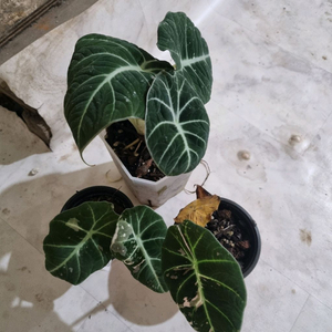 알로카시아 블뱃바 묶음 판매