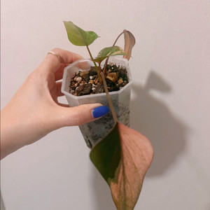 삼각 호말로메나 아로마티카 핑크 바리에가타 1