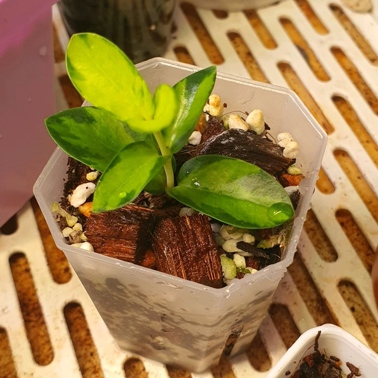 호야 쿤밍기아나 이너 바리에가타 택포 6--1