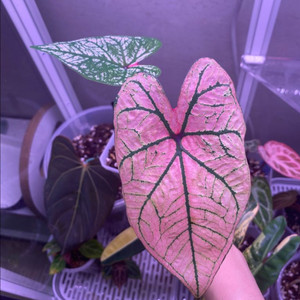 칼라디움 스프링플링