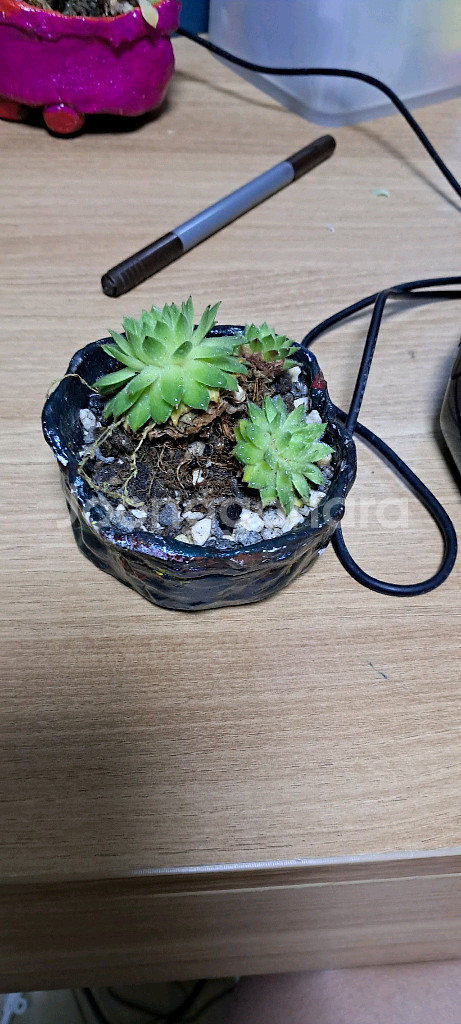 다육이2개--0