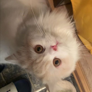 재주꾼 고양이 페르시안 무료 분양합니다