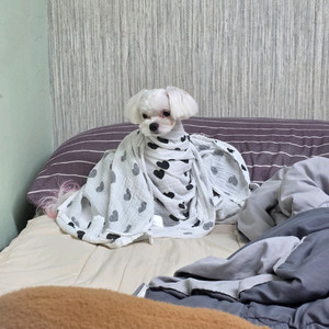 갤럭시S25엣지>>플립7교환