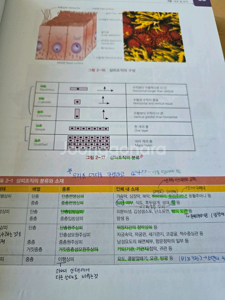 사람해부학 제4판ㅡ현문사--3