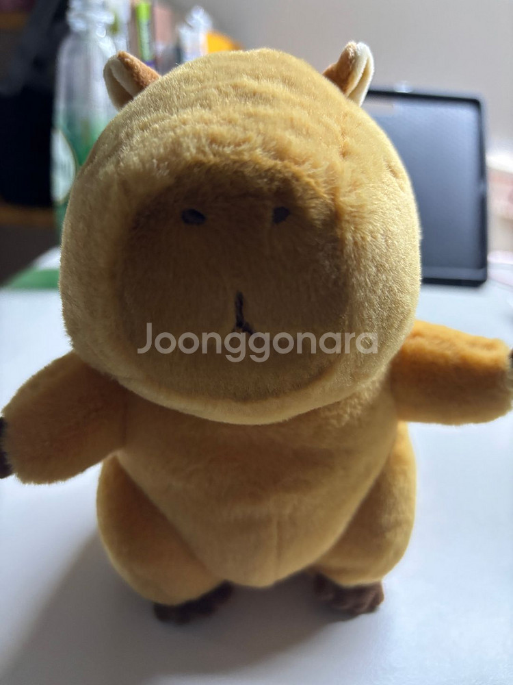 카피바라인형 에버랜드--0