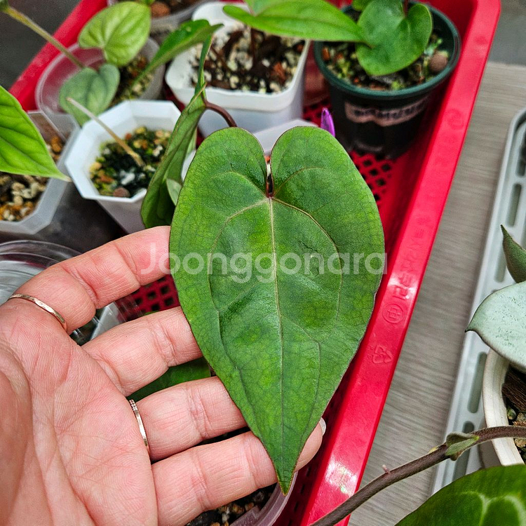 안스리움 베쎄x파필퍼필--0