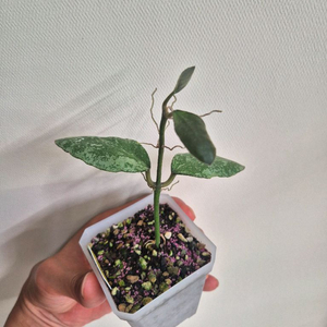호야 웨이마니 스플래쉬