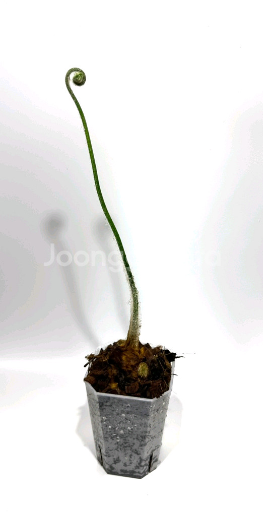 황금털원숭이고사리--0