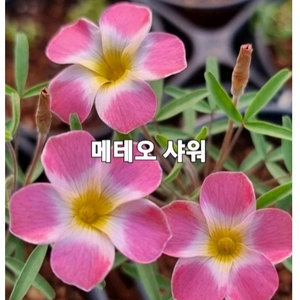 사랑초구근 ㅡ 메테오샤워