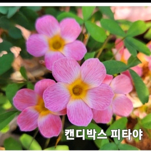사랑초구근 ㅡ 캔디박스 피타야