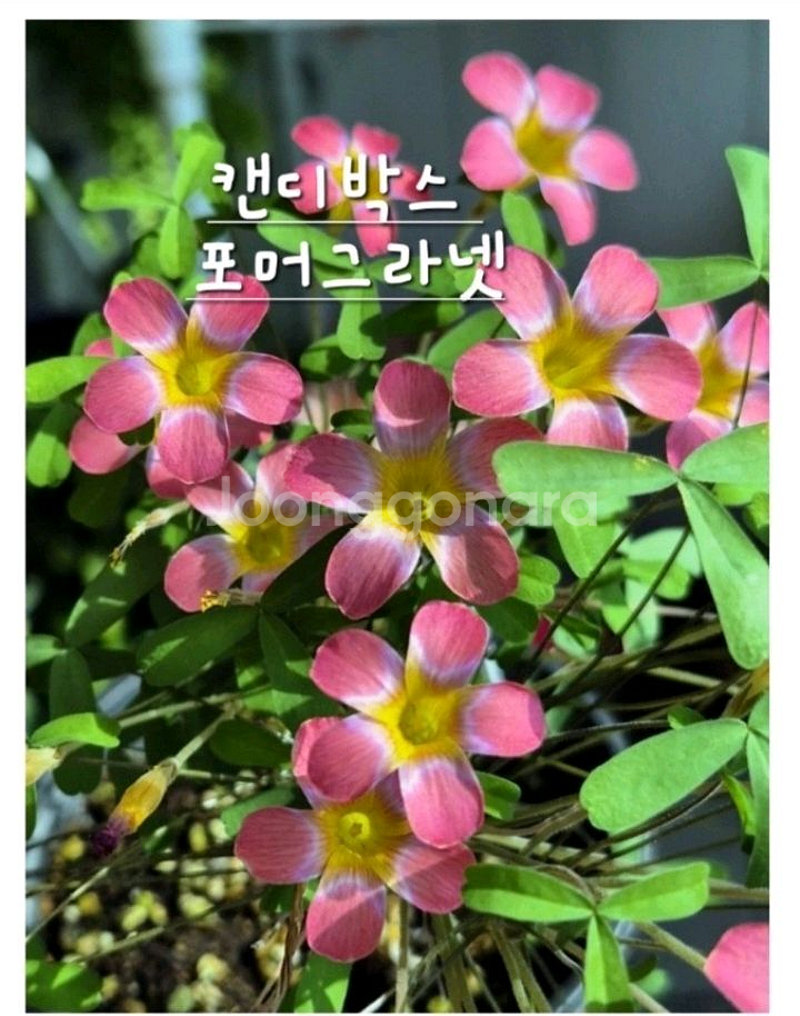 사랑초구근 캔디박스 포머그라넷--0
