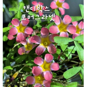 사랑초구근 ㅡ 캔디박스 포머그라넷
