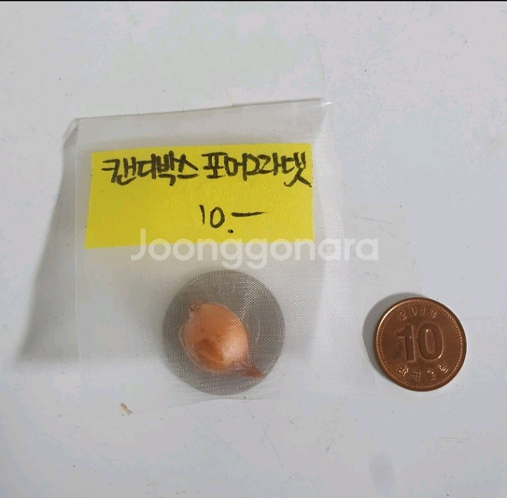 사랑초구근 캔디박스 포머그라넷--2