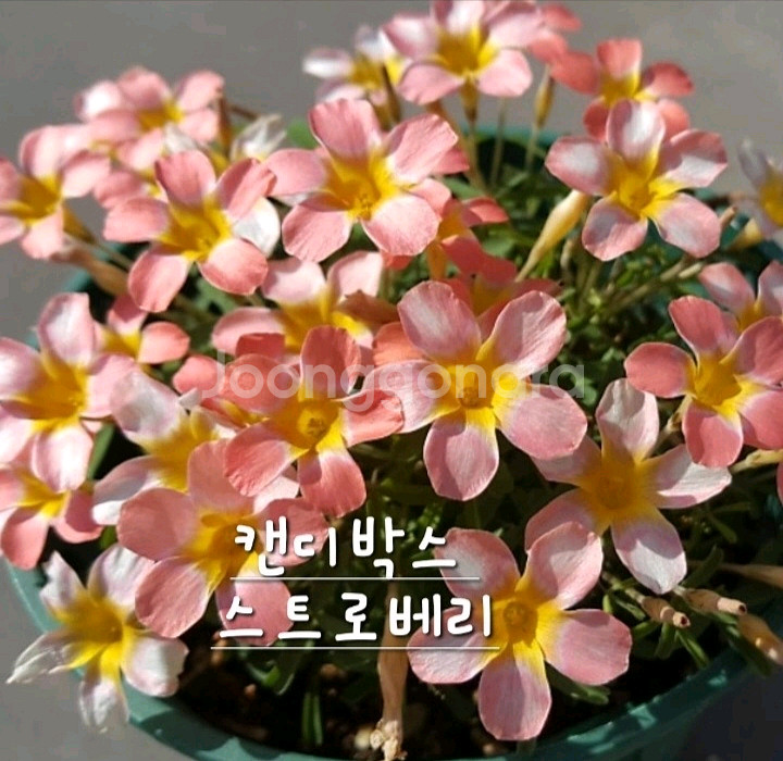 사랑초구근 캔디박스 스트로베리--0