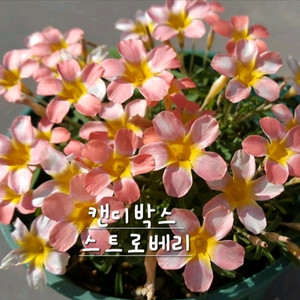 사랑초구근 ㅡ 캔디박스 스트로베리