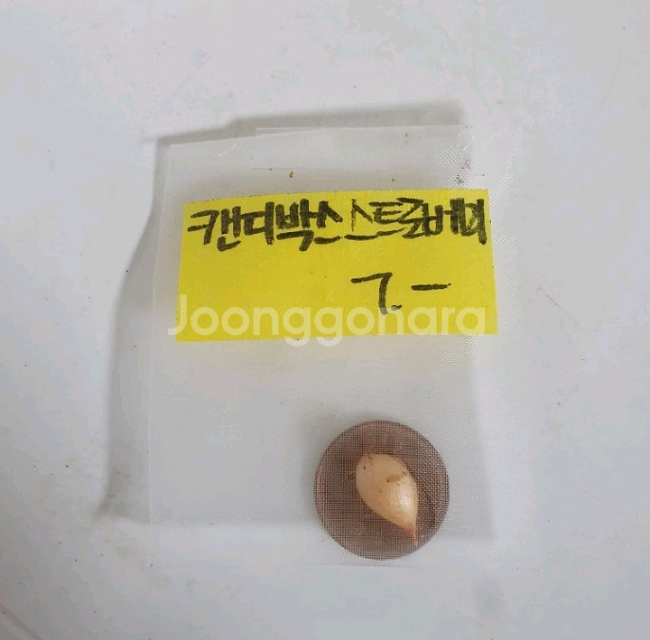 사랑초구근 캔디박스 스트로베리--1