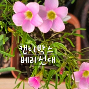 사랑초구근 ㅡ 캔디박스 베리선대