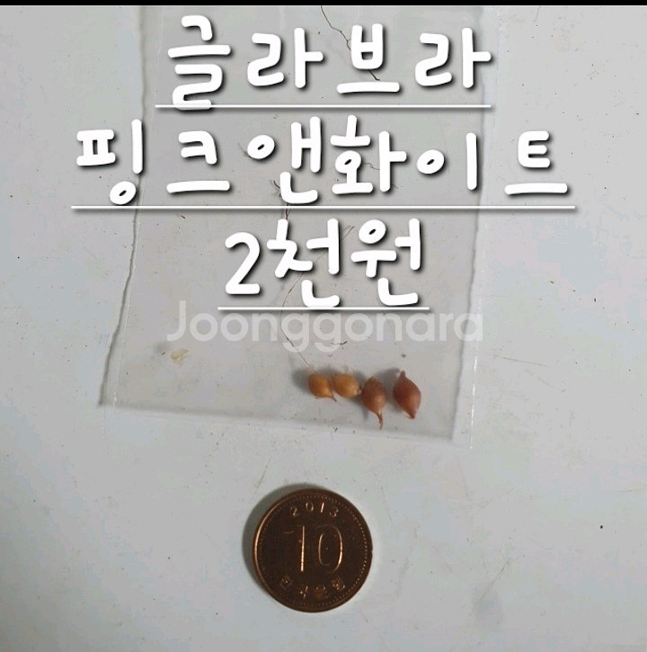 사랑초구근 ㅡ 글라브라 핑크앤화이트--1