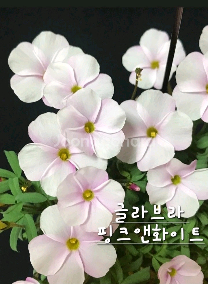 사랑초구근 ㅡ 글라브라 핑크앤화이트--0