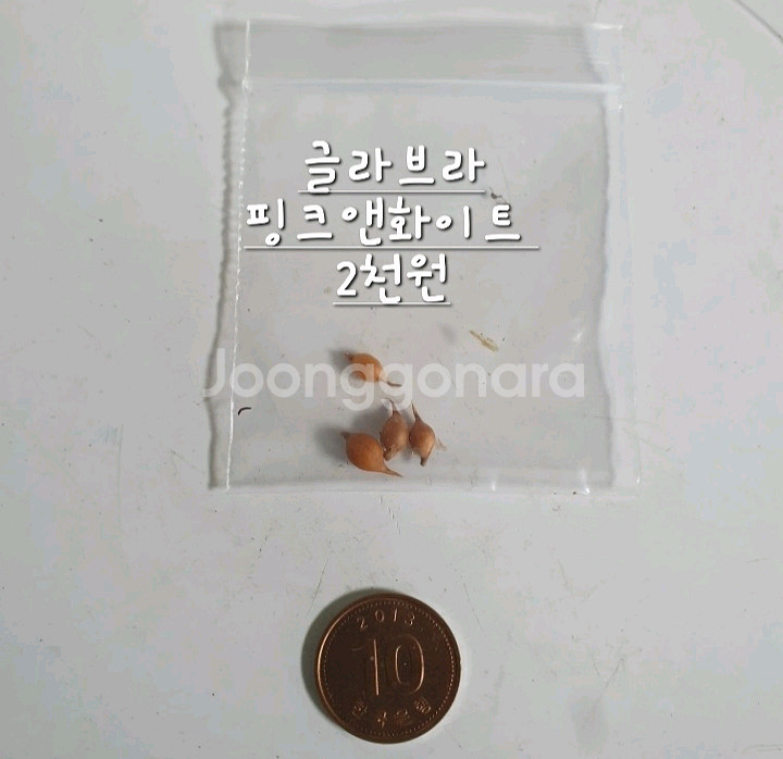사랑초구근 ㅡ 글라브라 핑크앤화이트--3