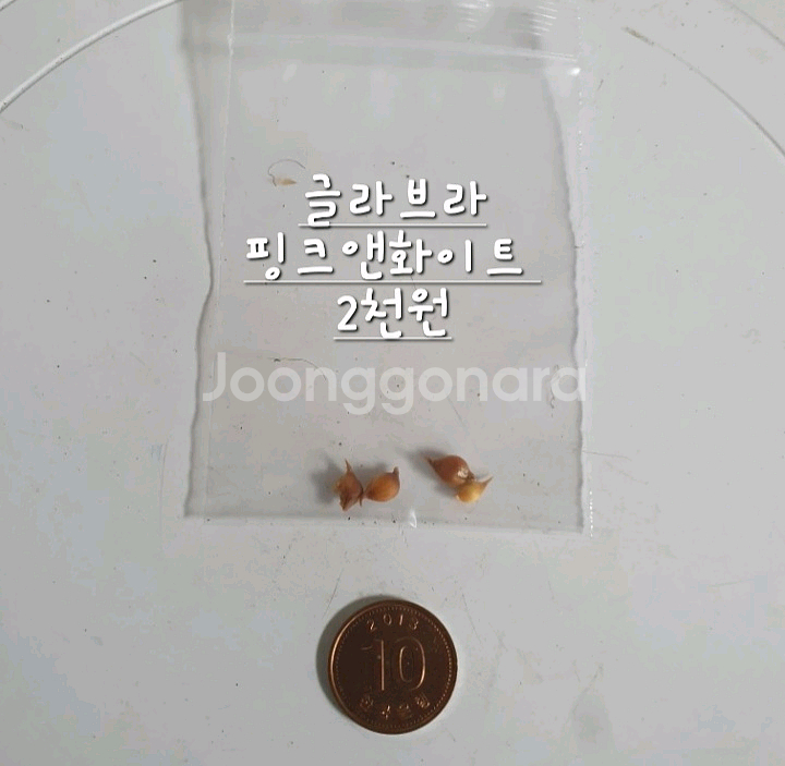 사랑초구근 ㅡ 글라브라 핑크앤화이트--2