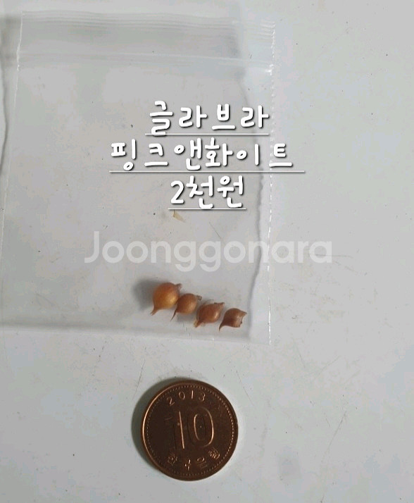 사랑초구근 ㅡ 글라브라 핑크앤화이트--4
