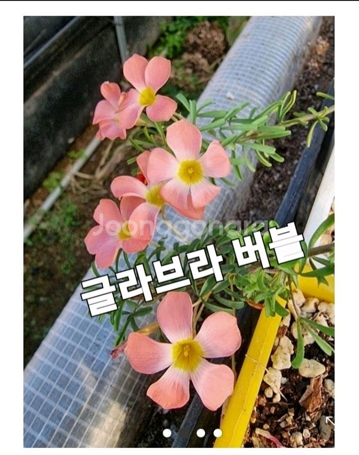 사랑초구근 ㅡ 글라브라 버블--0