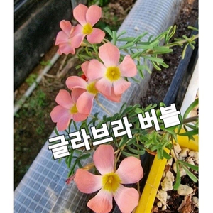사랑초구근 ㅡ 글라브라 버블