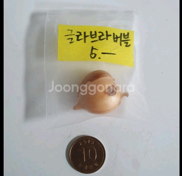 사랑초구근 ㅡ 글라브라 버블--1