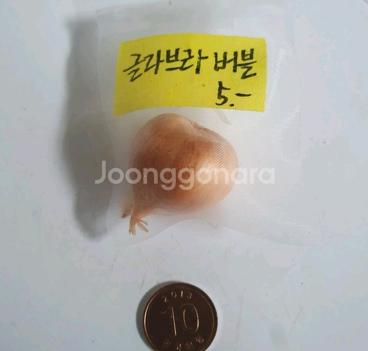 사랑초구근 ㅡ 글라브라 버블--2