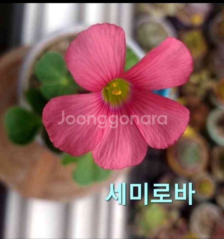 사랑초구근 세미로바--0