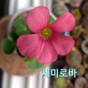 사랑초구근 ㅡ 세미로바