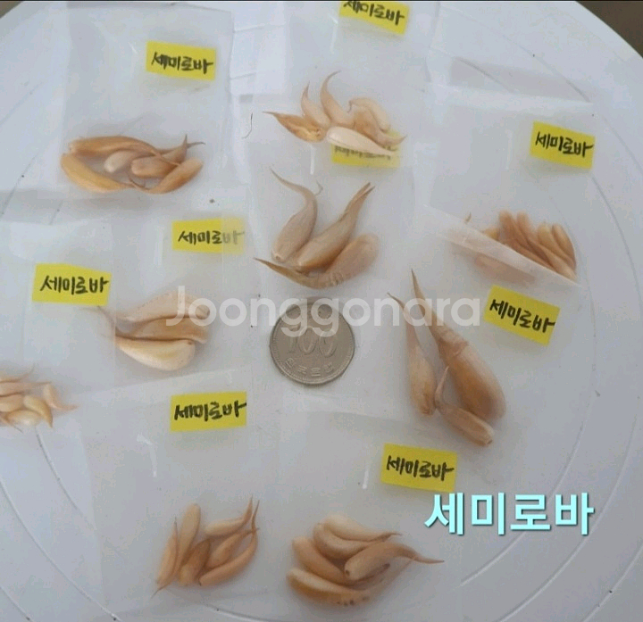 사랑초구근 세미로바--1