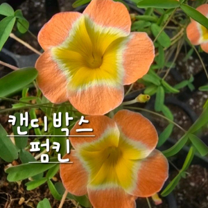 사랑초구근 ㅡ 캔디박스 펌킨