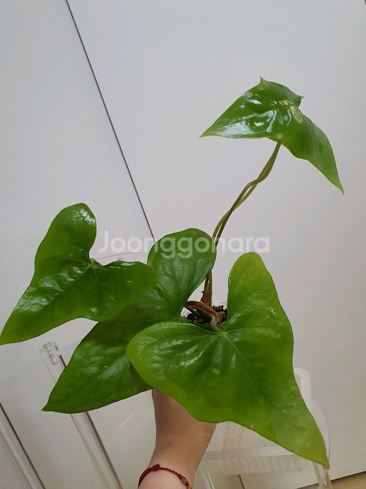 안스리움 피테로다크틸--0