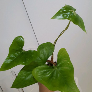 안스리움 피테로다크틸