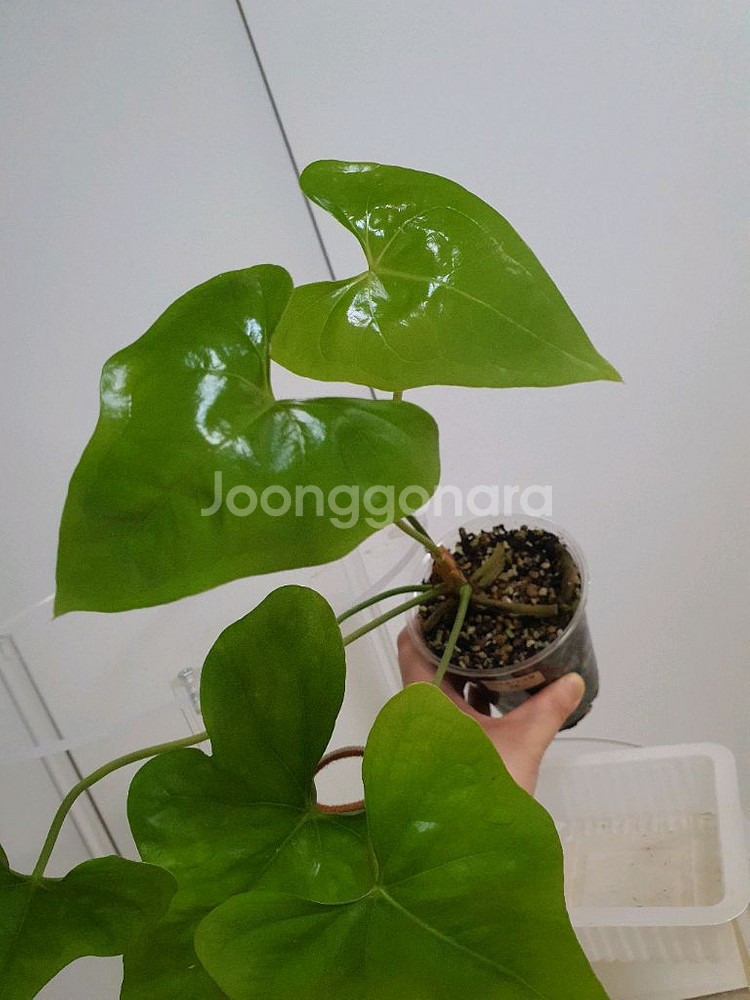 안스리움 피테로다크틸--3