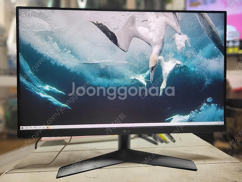 LG 24GN60R )울트라기어 게이밍모니터--0