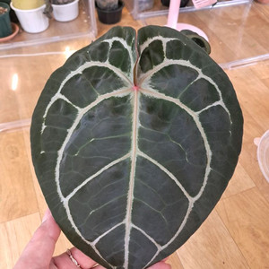 안스리움미스틱A88x레드크리스탈리넘