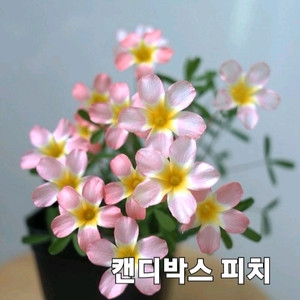 사랑초구근 ㅡ 캔디박스 피치