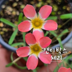 사랑초구근 ㅡ 캔디박스 체리