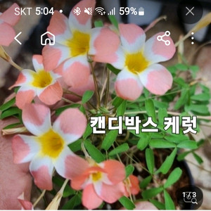 사랑초구근 ㅡ 캔디박스 케럿