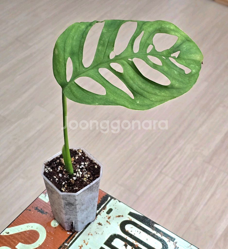 몬스테라 에스쿠엘레토--1