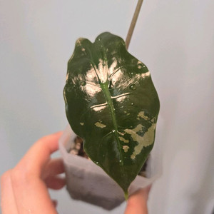 알로카시아 찬트리에 바리