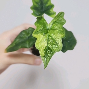 무천이 알로카시아 미스틱 팝니다!