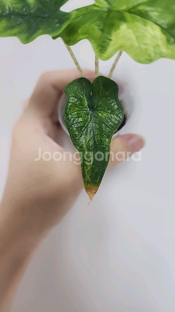 무천이 알로카시아 미스틱 팝니다!--1