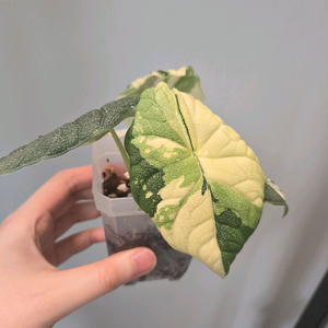 알로카시아 멜로 바리